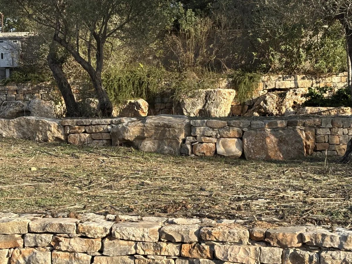 טרסות אבן בחורשת זיתים